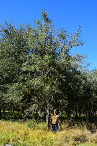 Florida Sandy Oak