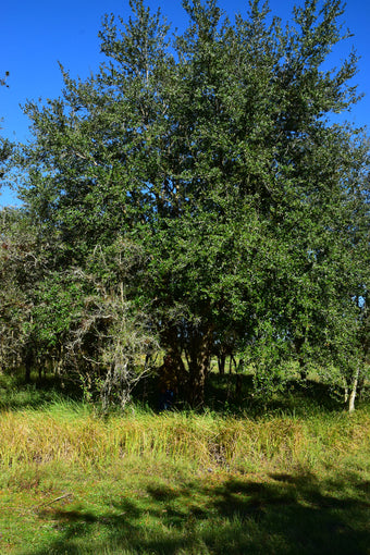 Florida Sandy Oak